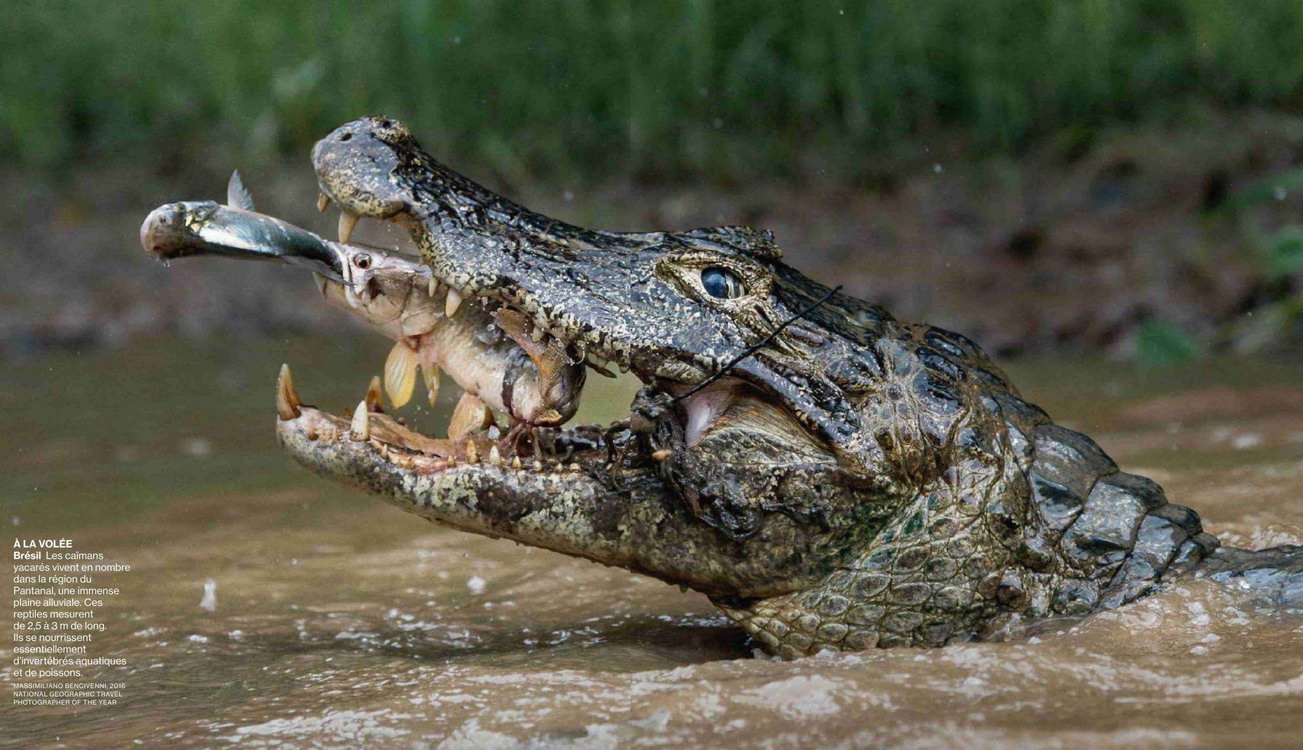 EN IMAGES. Un caïman et un jaguar s'affrontent dans un combat